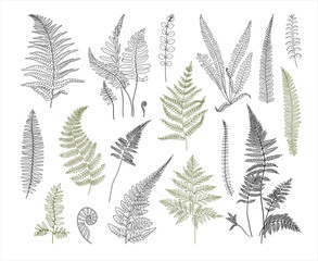 Fern leaves botanical line drawing set, hand drawn forest plants, line drawing vector illustration