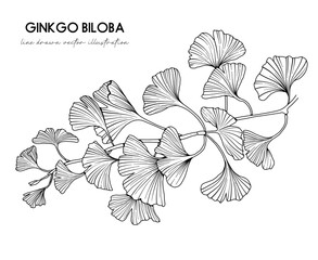 Illustration of Ginkgo biloba branch, hand drawn botanical line drawing, vector floral line art illustration for wedding, logo, advertising, packaging