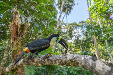 White-throated Toucan (Ramphastos tucanus) Perched on a Tree: A Near-passerine Bird in Ramphastidae Family