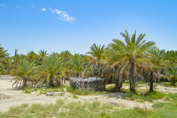 landscape view of dates fruit trees farm, outdoor countryside palm leaf with a small hut clouds...
