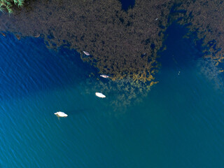 Top down view of a family of swans.