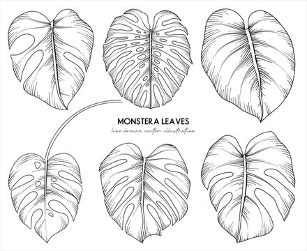 Collection of tropical leaves and plants, botanical line drawing, vector floral line art illustration for wedding, logo, advertising, packaging