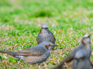 地面を歩くヒヨドリ