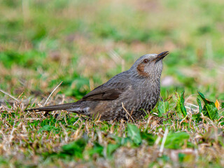 地面を歩くヒヨドリ