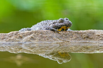 Bombina Variegata aka yellow-bellied toad on the stone with reflection on water surface. Rare...