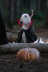 A white Bull Terrier dressed in a cloak for Halloween is surrounded by pumpkins and skeletons
