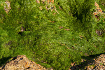 Algae on volcanic shoreline rock