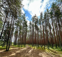 Lichter Kiefernwald im Nationalpark Lahemaa in Estland