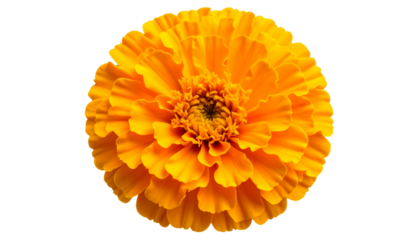 Bright marigold flower with layered petals and rich orange-yellow tones, isolated on a transparent PNG background 