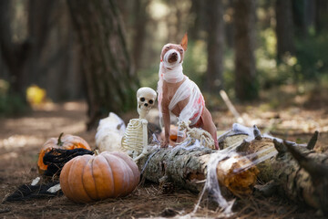 A hairless Xoloitzcuintli dog in a spooky Halloween costume is surrounded by pumpkins and skeletons