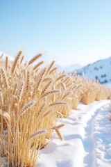 Fototapeta premium Golden wheat stalks emerge from a snowy hillside, their warm hues contrasting beautifully against the crisp blue sky