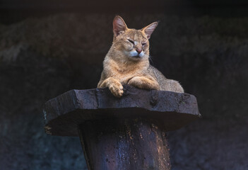 Jungle Cat Felis chaus Sitting on a tree trunk in the zoo. Reed cat of India.