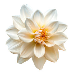 Close-up of a pale, creamy-white dahlia