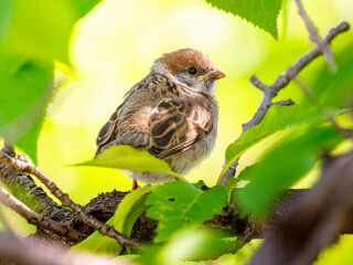 枝にとまるスズメ