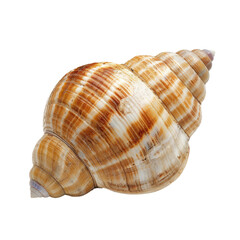 Obraz premium Close-up of a spiral seashell, light tan and brown stripes (1)