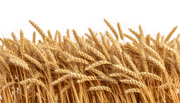 Side view of a field of dry, mature autumn wheat spikelets with golden-brown tones, fully isolated as a cutout PNG file on a transparent background