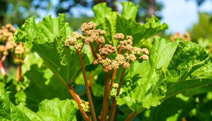 Close-up of rhubarb flowers