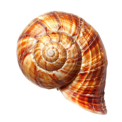 Close-up of a spiral snail shell, tan and brown stripes