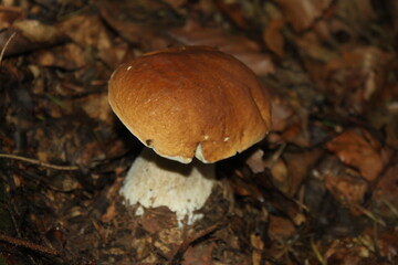 mushroom in the forest