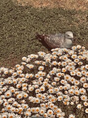 pigeons on the street