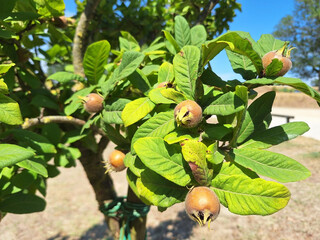 Crataegus germanica or mespilus germanica tree with brown fruits growing in the garden.