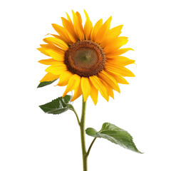 Obraz premium Vibrant sunflower in full bloom (3)