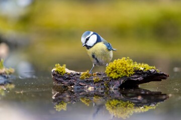 A blue tit sits on stone and drinks water from a fgorest pond. A cute blue tit in the nature habitat. Parus caeruleus. Cyanistes caeruleus