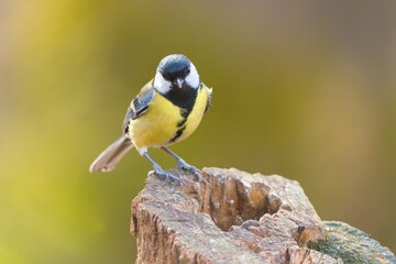 A great tit sits on a tree stump. Closeuo portrait of a great tit. Parus major. 