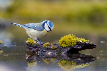 A blue tit sits on stone and drinks water from a fgorest pond. A cute blue tit in the nature habitat. Parus caeruleus. Cyanistes caeruleus
