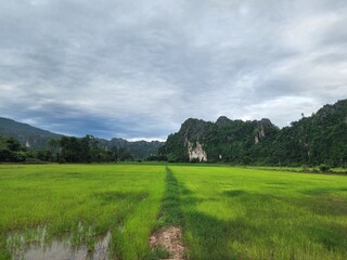Vast green rice paddies stretch towards a dramatic backdrop of lush, forested limestone mountains under a cloudy sky in Don Thong, Phitsanulok, Thailand. This rural landscape embodies Southeast Asian 