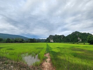 Vast green rice paddies stretch towards a dramatic backdrop of lush, forested limestone mountains under a cloudy sky in Don Thong, Phitsanulok, Thailand. This rural landscape embodies Southeast Asian 
