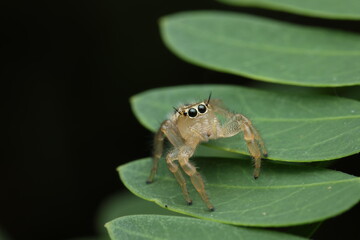 A close‑up macro photograph of a two‑striped jumping spider (Telamonia dimidiata), a member of the Salticidae family, perched on a green leaf.