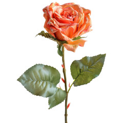 Peachy rose with lush leaves