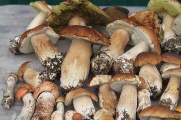 mushrooms in the forest