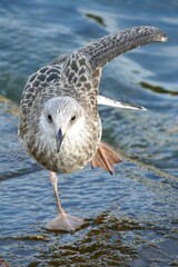 Young seagull stretching by the blue sea on the shore