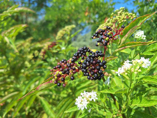 A bush of sambucus ebulus or sambucus canadensis grows in the forest on a summer day.