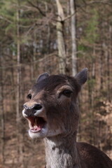 a close-up view of a fallow deer with an expressive face in the forest