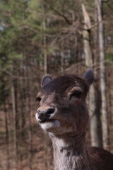 Fototapeta premium a close-up view of a fallow deer with an expressive face in the forest