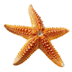 Close-up of an orange starfish (5)