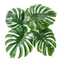 A green palm leaf on a white background, isolated, in a PNG