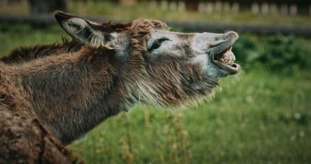 Playful Donkey with Unique Facial Expression Enjoying Nature