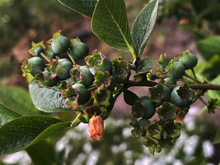 Blueberries in the process of ripening. Green berries on a branch
