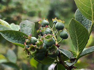 Macro photo of green blueberries among leaves