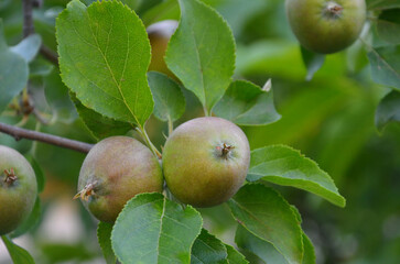 Closeup apple tree branch with green-red young apples fruits with fresh green leaves. Summer harvest ,gardening, growing apple fruit  trees concept.Free copy space.