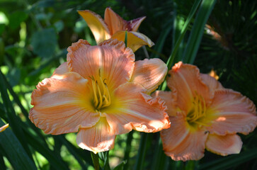 Yellow apricot summer blooming Hemerocallis daylily flowers. Closeup photo outdoors. Gardening , growing daylily flowers concept.  