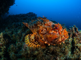 Red scorpionfish resting on a rocky reef, blending in with its surroundings