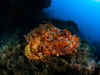 Red scorpionfish resting on a rocky reef, blending in with its surroundings