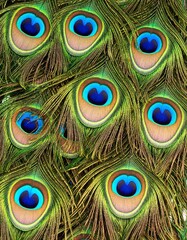 Close-up of vibrant peacock feathers, showcasing iridescent ocelli