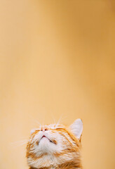 Curious Cat Gaze with a Touch of Whimsy and Wonder