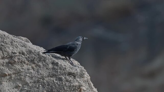 Western jackdaw (Coloeus monedula), also known as the Eurasian jackdaw
